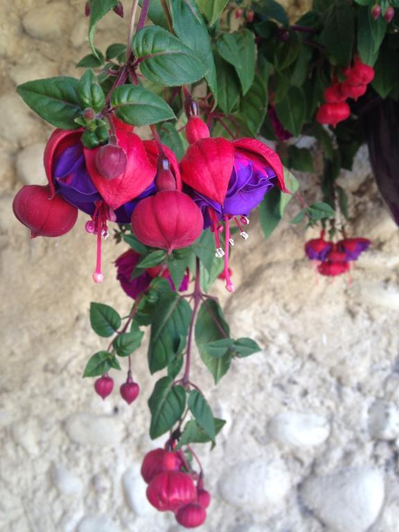 Bed and Breakfast Domaine De Bertrandy Allemagne-en-Provence Exterior foto